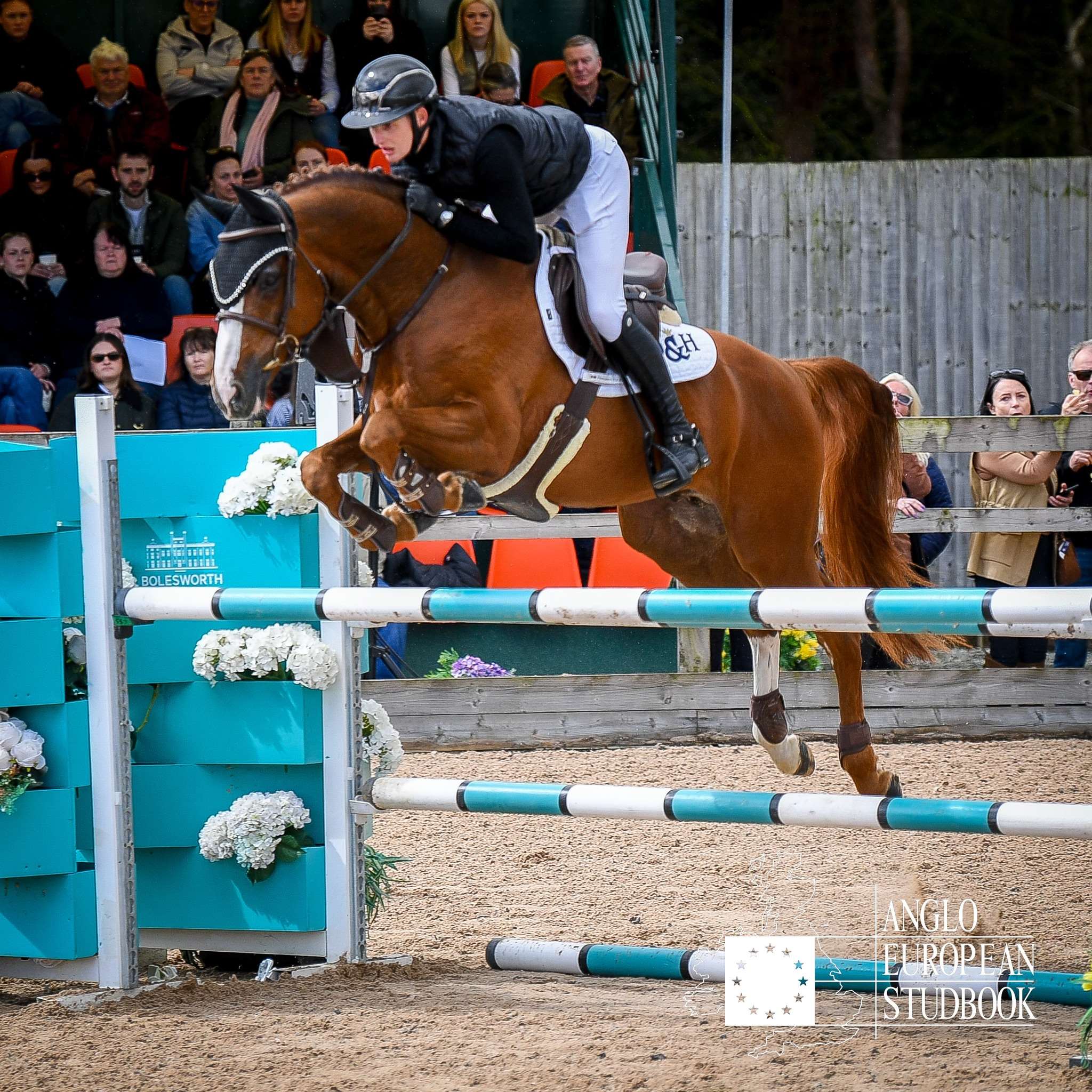 Monkey Business Stallion